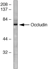 Occludin Antibody in Western Blot (WB)