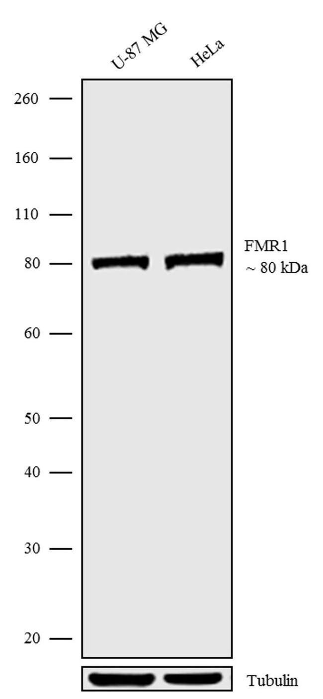 FMRP Antibody in Western Blot (WB)