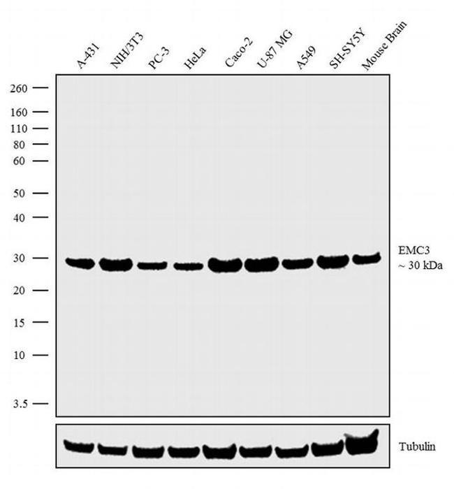 TM111 Antibody in Western Blot (WB)