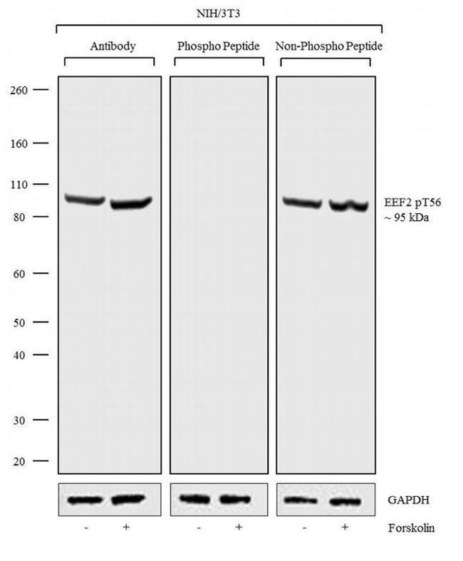 Phospho-EEF2 (Thr56) Antibody in Western Blot (WB)