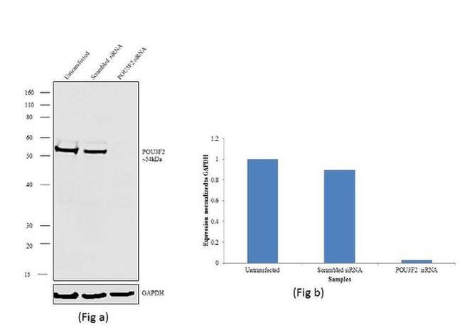 POU3F2 Antibody in Western Blot (WB)