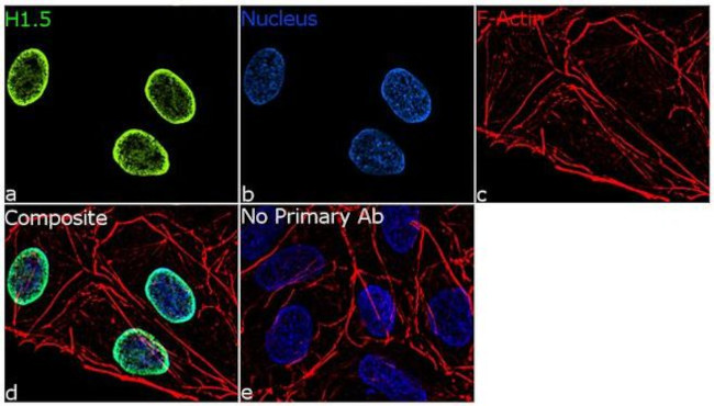 Histone H1.5 Antibody in Immunocytochemistry (ICC/IF)