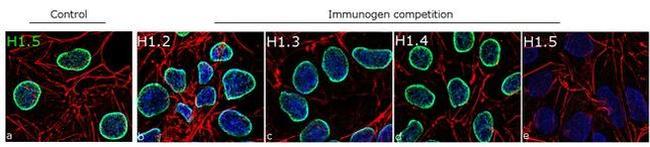 Histone H1.5 Antibody in Competition Assay (CA)