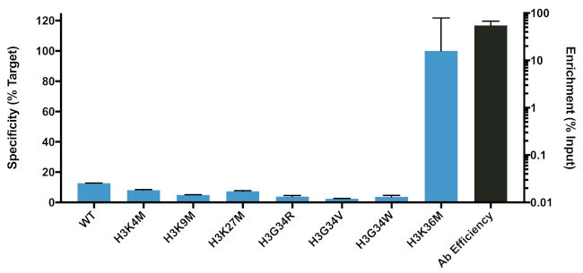 H3.3 K36M oncohistone mutant Antibody in ChIP Assay (ChIP)