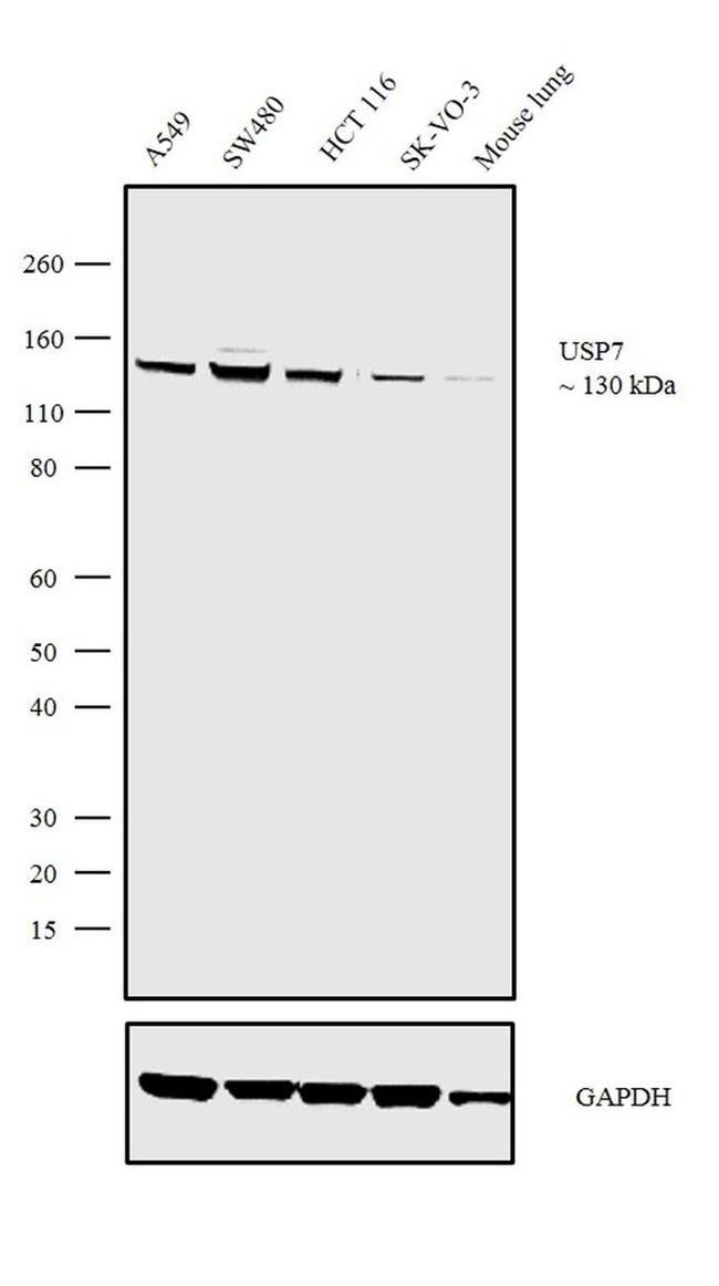 USP7 Antibody in Western Blot (WB)