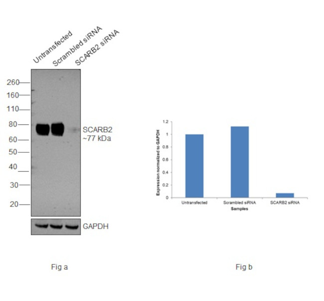 LIMP2 Antibody in Western Blot (WB)