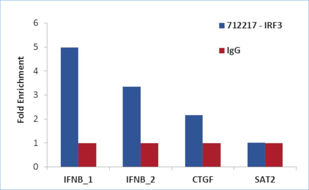 IRF3 Antibody