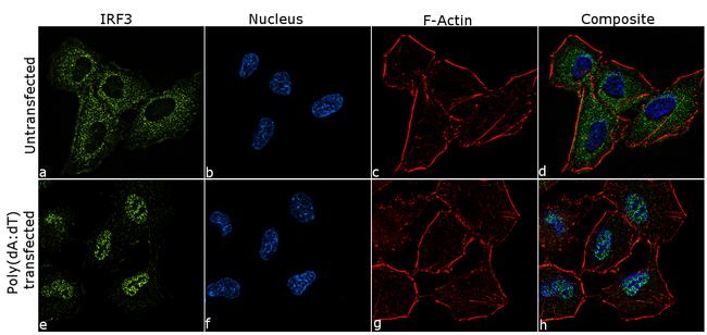 IRF3 Antibody