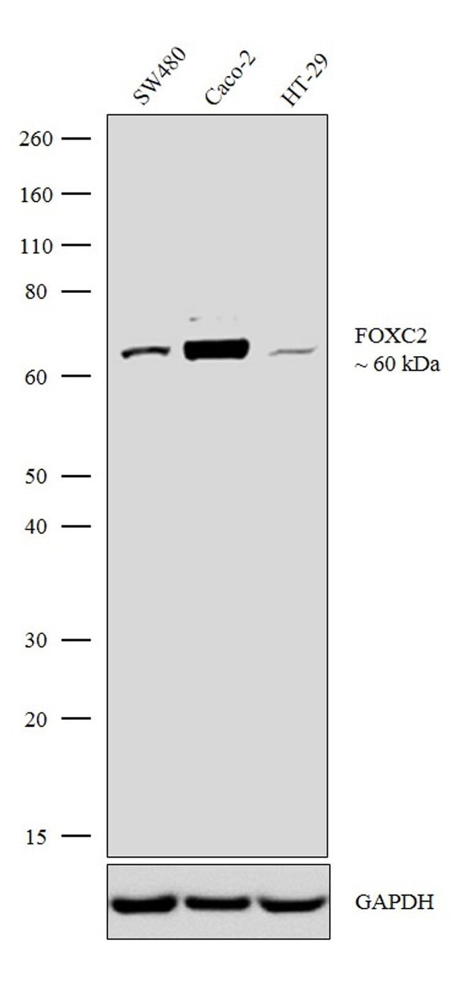 FOXC2 Antibody in Western Blot (WB)