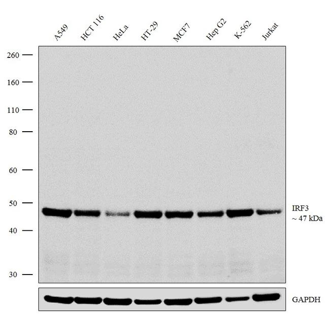 IRF3 Antibody in Western Blot (WB)