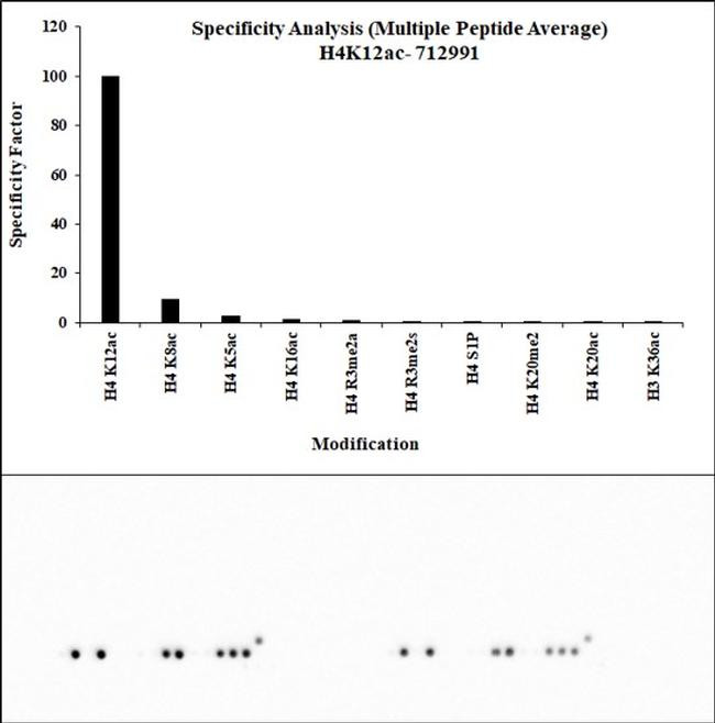 H4K12ac Antibody in Peptide array (ARRAY)