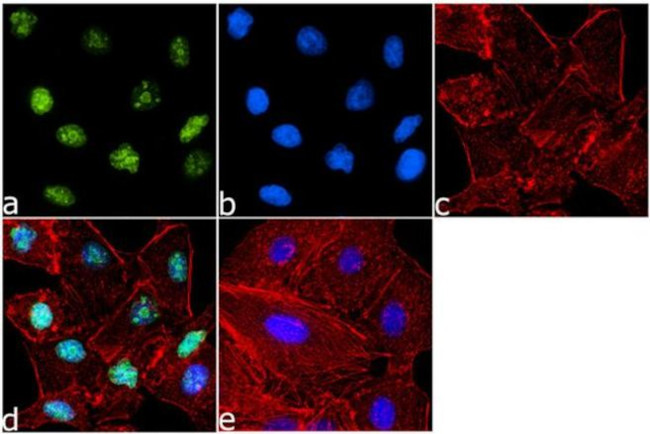 Phospho-Histone H4 (Ser1) Antibody in Immunocytochemistry (ICC/IF)