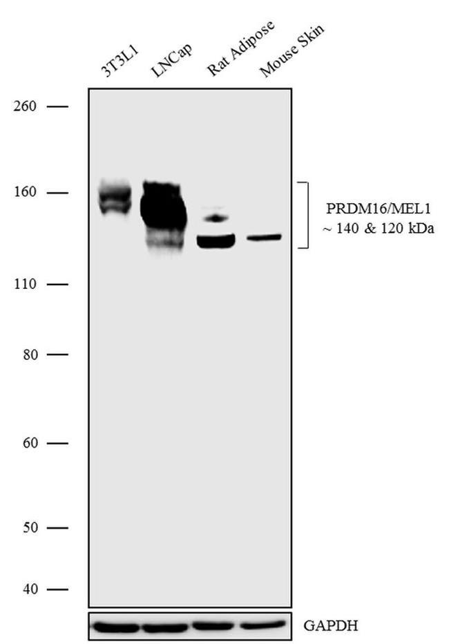 PRDM16 Antibody in Western Blot (WB)