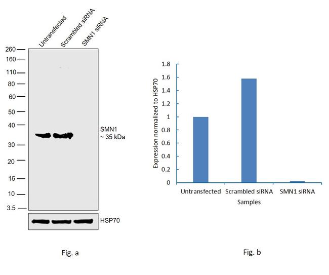 SMN1 Antibody in Western Blot (WB)