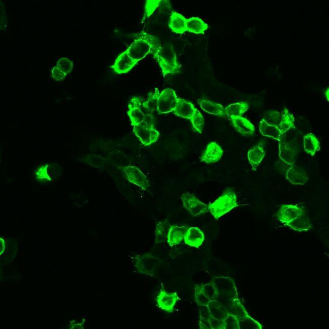 mGluR2 Antibody in Immunocytochemistry (ICC/IF)