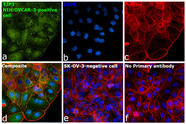 ZO-3 Antibody in Immunocytochemistry (ICC/IF)