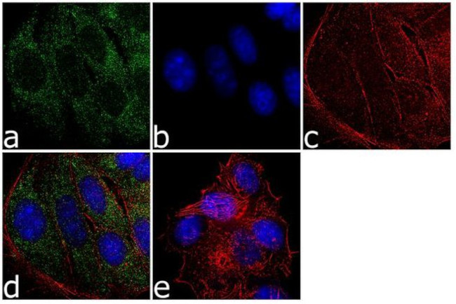 SAPK4 Antibody in Immunocytochemistry (ICC/IF)