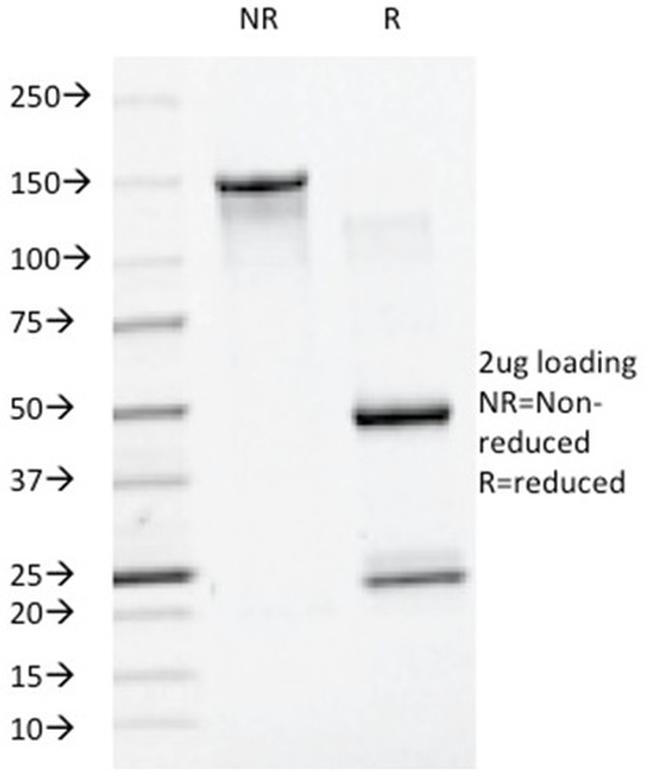 SUMO-1 Antibody in SDS-PAGE (SDS-PAGE)
