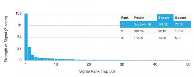 Uroplakin 1B Antibody in Peptide array (ARRAY)