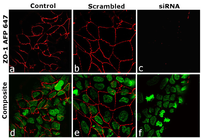 ZO-1 Antibody