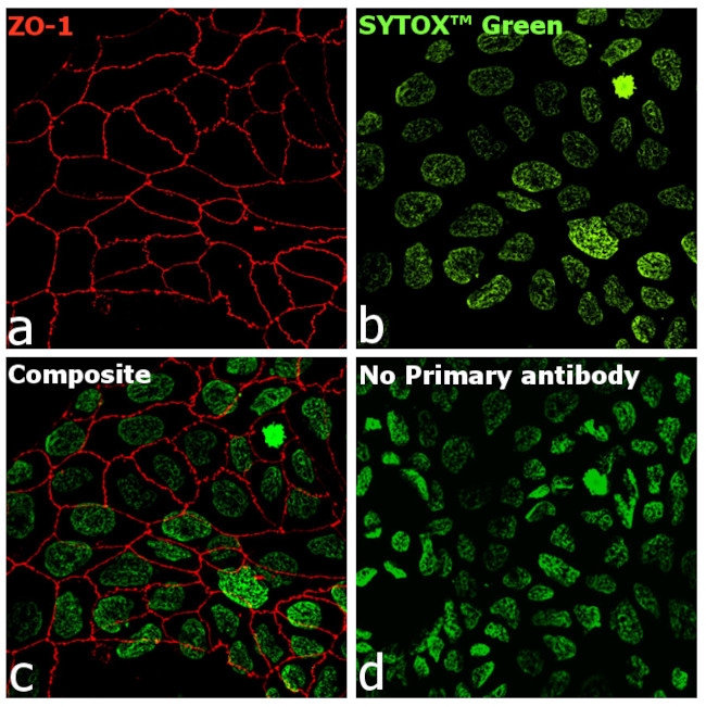 ZO-1 Antibody in Immunocytochemistry (ICC/IF)