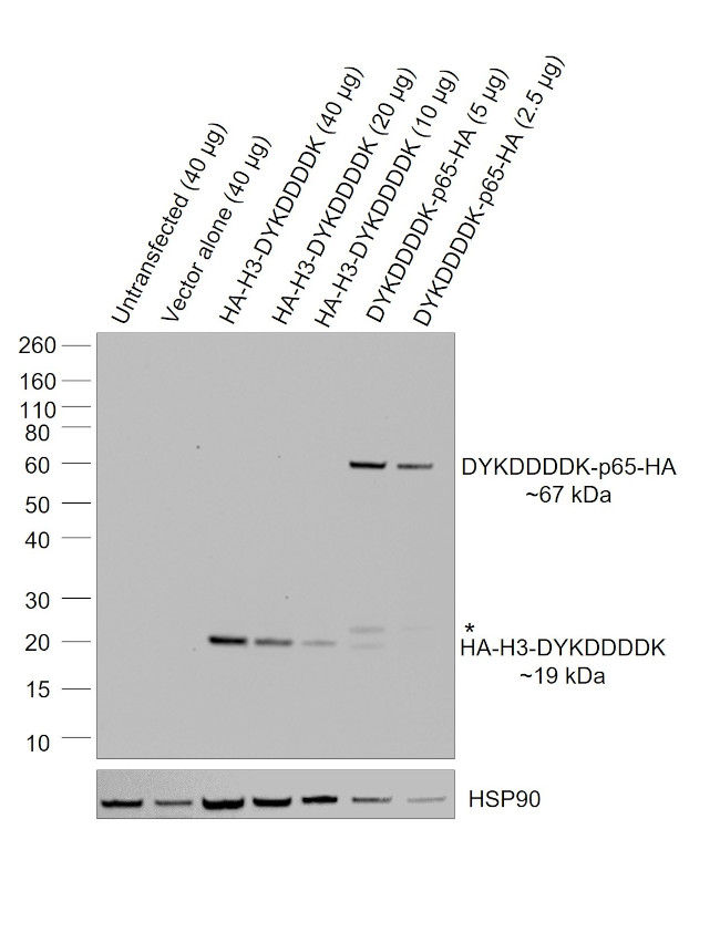 HA Tag Antibody in Western Blot (WB)