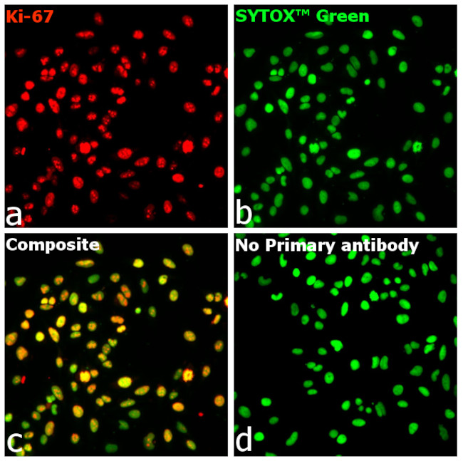 Ki-67 Antibody in Immunocytochemistry (ICC/IF)