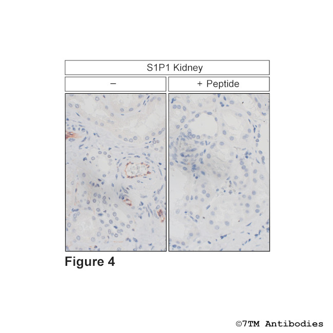 S1P1, Sphingosine 1-Phosphate Receptor 1 Antibody in Immunohistochemistry (Paraffin) (IHC (P))