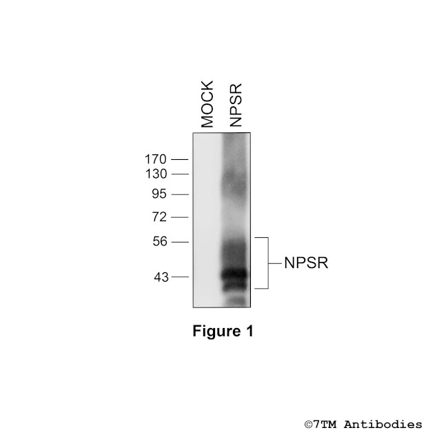 NPSR, Neuropeptide S Receptor Antibody in Western Blot (WB)