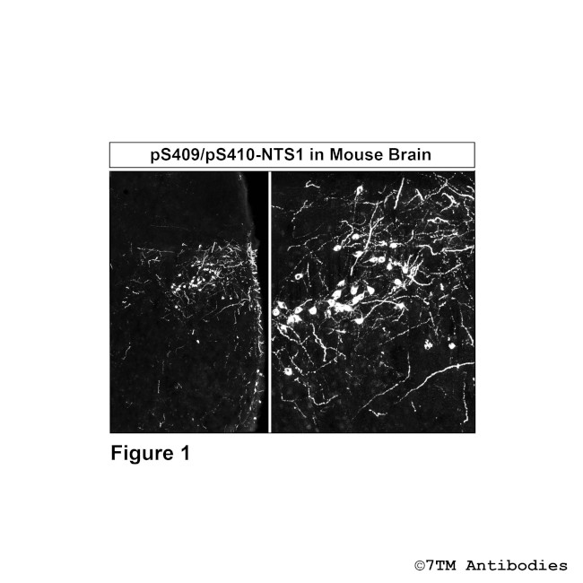 Phospho-Neurotensin Receptor 1 (Ser409, Ser410) Antibody in Immunohistochemistry (PFA fixed) (IHC (PFA))