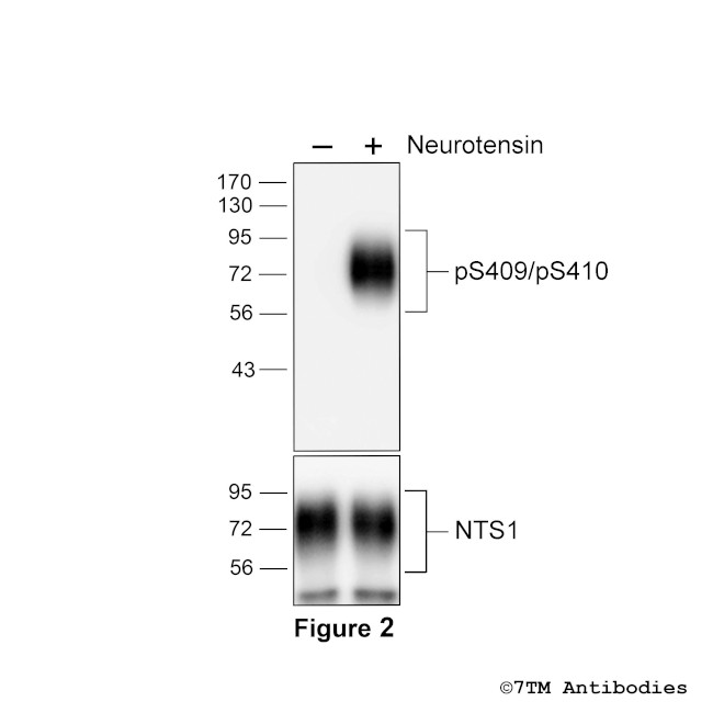 Phospho-Neurotensin Receptor 1 (Ser409, Ser410) Antibody in Western Blot (WB)