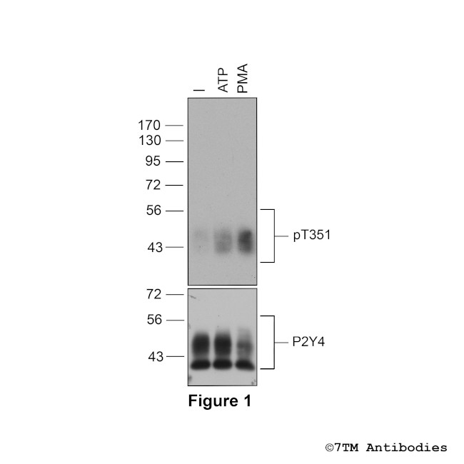 Phospho-P2Y Purinoceptor 4 (Thr351) Antibody in Western Blot (WB)