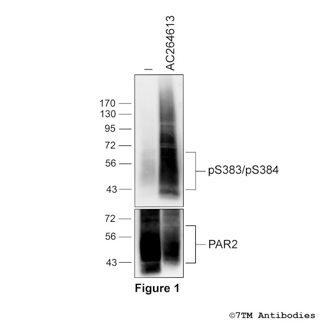 Phospho-Proteinase-Activated Receptor 2 (Ser383, Ser384) Antibody in Western Blot (WB)