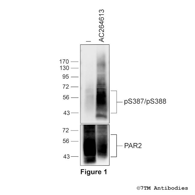 Phospho-Proteinase-Activated Receptor 2 (Ser387, Ser388) Antibody in Western Blot (WB)