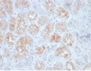 FGF23 (Fibroblast Growth Factor 23) Antibody in Immunohistochemistry (Paraffin) (IHC (P))