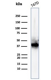 FGF23 (Fibroblast Growth Factor 23) Antibody in Western Blot (WB)