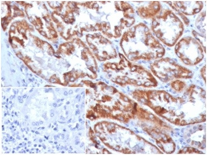 FGF23 (Fibroblast Growth Factor 23) Antibody in Immunohistochemistry (Paraffin) (IHC (P))