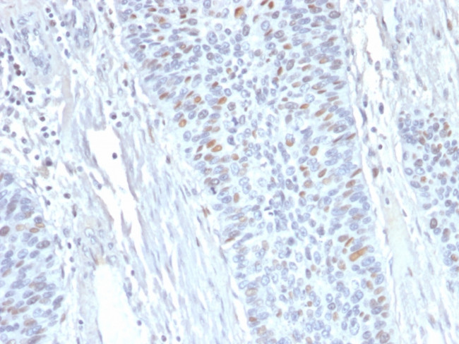 Cyclin A2 (S- and G2-phase Cyclin) Antibody in Immunohistochemistry (Paraffin) (IHC (P))