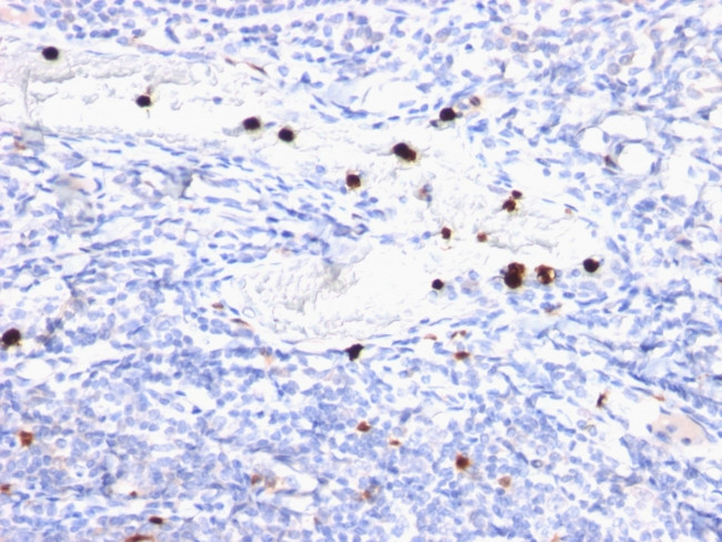 Myeloid-Associated Differentiation Marker (MYADM) Antibody in Immunohistochemistry (Paraffin) (IHC (P))