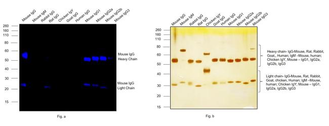 Mouse IgG (H+L) Cross-Adsorbed Secondary Antibody in Western Blot (WB)