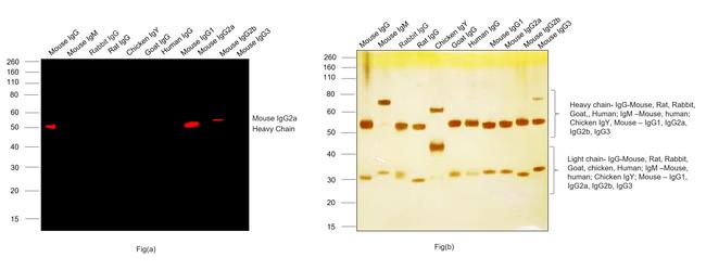 Mouse IgG2a Cross-Adsorbed Secondary Antibody in Western Blot (WB)