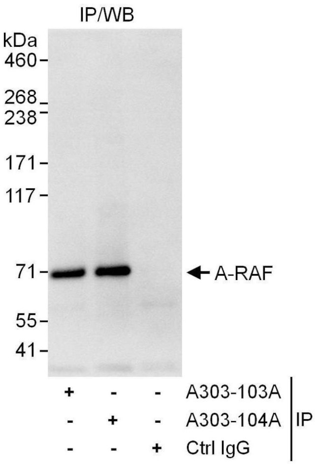 A-RAF Antibody in Immunoprecipitation (IP)