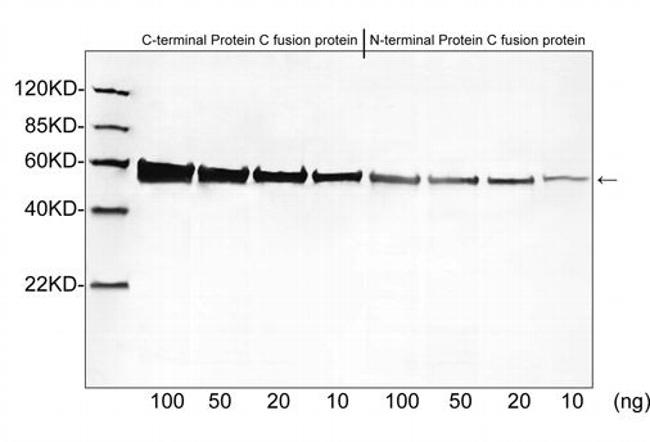 Protein C -Tag Antibody in Western Blot (WB)