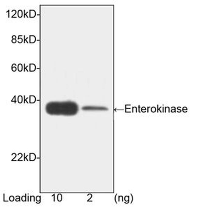 Enterokinase Antibody in Western Blot (WB)