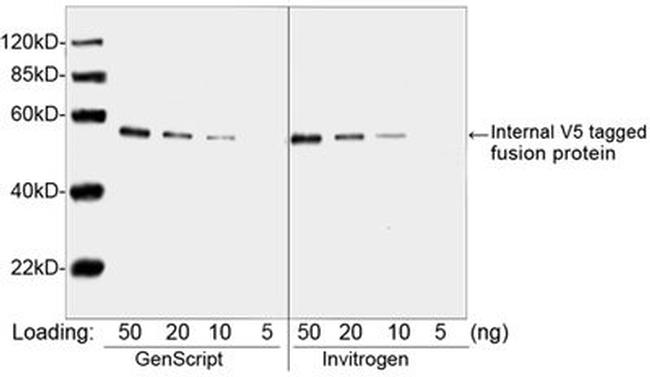 V5 Tag Antibody in Western Blot (WB)