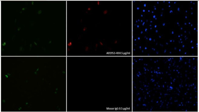 SaCas9 Antibody in Immunocytochemistry (ICC/IF)