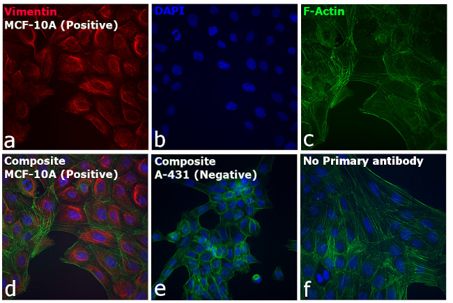 Rabbit IgG (H+L) Highly Cross-Adsorbed Secondary Antibody in Immunocytochemistry (ICC/IF)