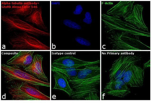 Rabbit IgG (H+L) Cross-Adsorbed Secondary Antibody in Immunocytochemistry (ICC/IF)