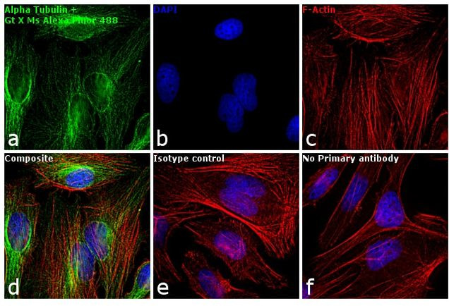 Goat Anti-Mouse IgG (H+L) Highly Cross-Adsorbed, Alexa Fluor™ 488 (A-11029)