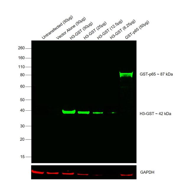 GST Tag Antibody in Western Blot (WB)